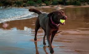 Image result for labrador retrívr