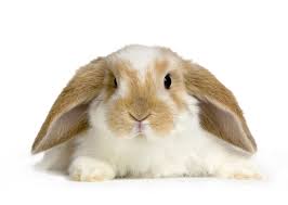 A La Decouverte Du Lapin Nain Belier Le Compagnon Ideal