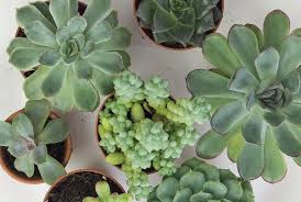 If you've been on instagram recently, you might have noticed that succulents are hugely popular houseplants. Sukkulenten Vermehren Mit Blattstecklingen Einfache Anleitung