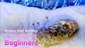 How long do frog eggs take to hatch? Freshwater Snail Eggs What To Do With Them Care Hatch Removal