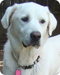 However, the regular brushing of the dog's coat will keep it completely since great pyrenees lab mix is breed between the two, it tends to inherit health problems from its parents. Oklahoma City Ok Great Pyrenees Meet Katie Adopted A Pet For Adoption