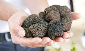 You will need to select a container; British Scientists Are Developing Truffles That Grow Twice As Fast Daily Mail Online
