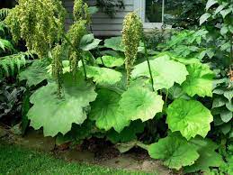 Plant it in full sun to partial shade using rich, moist soil on the edges of pond or stream or bog gardens. Astilboides Tabularis Big Leaf Plants Plants Big Leaves
