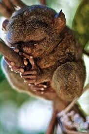 Maybe you would like to learn more about one of these? Exotic Animals