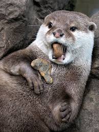 I M Really Into The Stones Otters Otters Cute Cute Animals