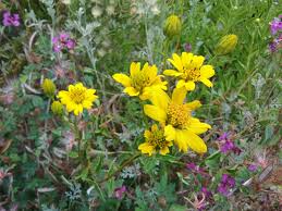 Image result for Baissea viridiflora