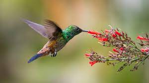 If you have a way of leaving fruit out to break down and attract these flies, this is. Bring All The Hummingbirds To Your Yard With These Plants King5 Com