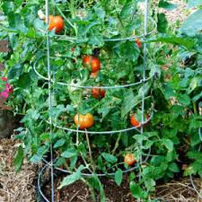 Bonnie plants harvest select sweet million cherry tomato plant. Bonnie Plants 19 3 Oz In Pot Tomato Bonnie Original Plant In The Vegetable Plants Department At Lowes Com
