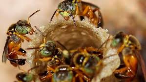 Manofactura o fabricacion es una fase de la produccion economica de los bienes. Miel De Yatei El Producto Elaborado Por Abejas Sin Aguijon Mas Demandado En El Mercado Agroempresario Com