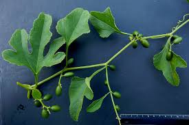 Image result for Cayaponia