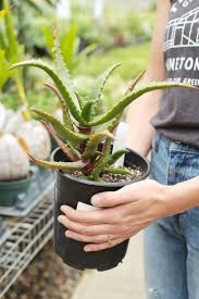 Image result for Aloe cameronii