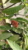 Image result for Ixora brachypoda
