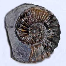 Image result for Pleioceras