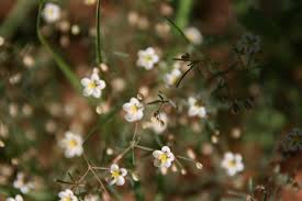 Image result for Hypertelis cerviana