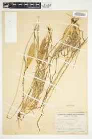 Image result for Trichoneura grandiglumis