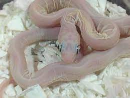 In Case You Ever Wondered What A Scaleless Snake Looked Like Imgur Snake Weird Creatures Rat Snake