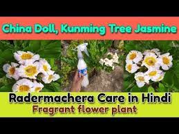 China Doll Kunming Tree Jasmine Radermachera Care In Hindi Fragrant Flower Plant Youtube Planting Flowers China Dolls Fragrant Flowers
