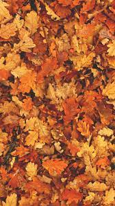 Free Download Autumn Wallpaper Autumn Leaves Aesthetic 128018 Hd 719x1280 For Your Desktop Mobile Tablet Explore 57 Fall Leaves Pictures Wallpaper Leaves Wallpaper Fall Leaves Wallpaper For Desktop Fall Leaves Wallpaper Hd Aesthetic fall background, great background, images of aesthetic fall, great image of aesthetic fall background, beautiful, ultra, hd, cute, android.