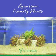 Things to look for when buying freshwater aquarium plants. Which Plants Are Best Suited For An Aquarium Ferns N Petals