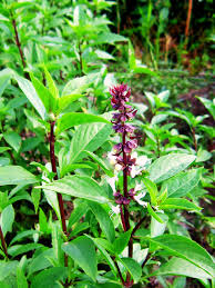 Image result for Ocimum fimbriatum