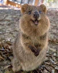 The Happiest Animal In The Cute Funny Animals Cute Animals Happy Animals