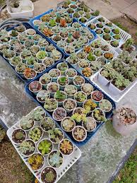 Cactus y suculentas por pieza y mayoreo para hacer hermosos recuerditos  para tu evento 🥰 🌵 ❤️ $3