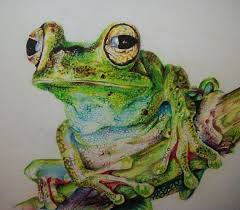 Rana Disegno Su Carta Rana Con Le Matite Di Stellangelo Su Etsy Frog Art Animal Art Frog Drawing