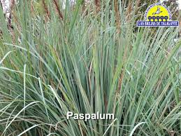 Image result for Setaria poiretiana