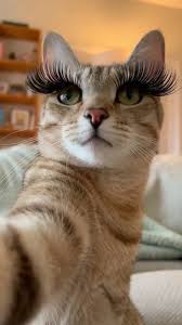 Cat Puts on Fake Eyelashes & Turns into a Sassy Influencer , #catinfluencer  #funnyreels #viralreeĺs