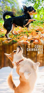 Ain't nothin' but a hound dog! Corgi Mix Breeds For Sale