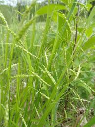 Image result for Pycreus gracillimus