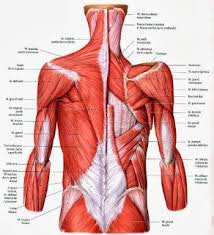 Anatomie Tronc Muscler Le Cou Anatomie Anatomie Cou