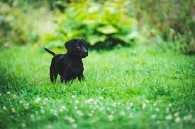 The jade plant is very toxic to dogs. symptoms of toxicity can include vomiting, lethargy, incoordination and a low heart rate. 79 Plants Toxic To Your Dog Symptoms And Consequences My Garden 360
