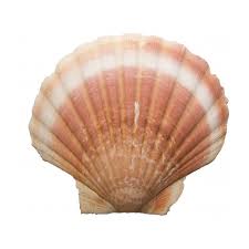 Retirez du feu, versez la mie de pain émiettée et mélangez. Coquilles Vides De St Jacques Vente En Ligne De Coquilles St Jacques