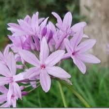 Image result for Tulbaghia alliacea