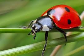 We sell animal control supplies and bug spray products online. Spencer Pest Serviceslady Bugs Spencer Pest Services