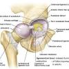 The hip joint is one of the most flexible joints in the entire human body. 1