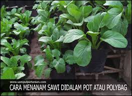 Pilih media tanaman terbaik perbezaan cocopeat peatmoss dan sekam bakar. Tanam Sawi Dalam Pot Atau Polybag Secara Sederhana