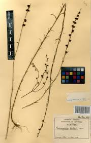 Image result for Micrargeria filiformis