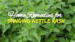 Except for the nettle stings! Stinging Nettle Treatment Best Remedies That Work