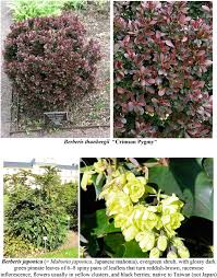 Image result for Hugonia elliptica