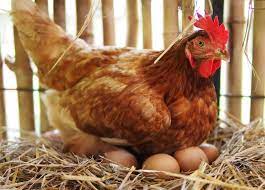 Gallina Ponedora Cuidados Alimentacion Y Mas Agrotendencia Tv