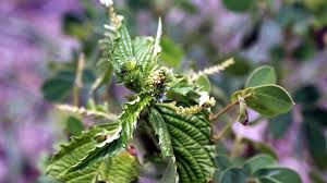 Image result for Caperonia fistulosa