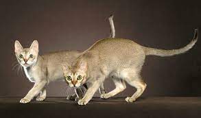 The history of singapura cats singapura cat is the smallest cat breed. Singapura Cat Breed Information