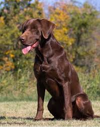 Involved with labradors since 1978. Archer S Chocolate Labrador Retrievers Home Facebook