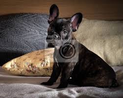 Übersetzung für im bett im kostenlosen deutsch französisch wörterbuch und. Der Hund Auf Dem Bett Hund Schwarz Franzosisch Bulldogge Welpen Leinwandbilder Bilder Franzosische Bulldogge Geniesser Bulldogge Myloview De