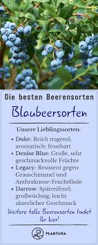 Die Besten Beerensorten Fur Ihren Garten Plantura Heidelbeeren Pflanzen Straucher Garten Beeren