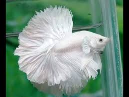 1.5 inches from head to tail approximately be the first to review betta white platinum hmpk male cancel reply. Platinum White Ohm Betta Dumbo Ear Dumbocart
