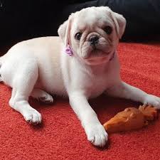 Maybe you would like to learn more about one of these? Pug Puppies For Sale Under 500 Near Me
