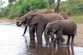 4 hrs · wow cute little zuji watching video of baby_elephant bathing till asleep. Elephants Bathing In A Lake In Botswana Africa Stock Photo Picture And Royalty Free Image Image 81428110